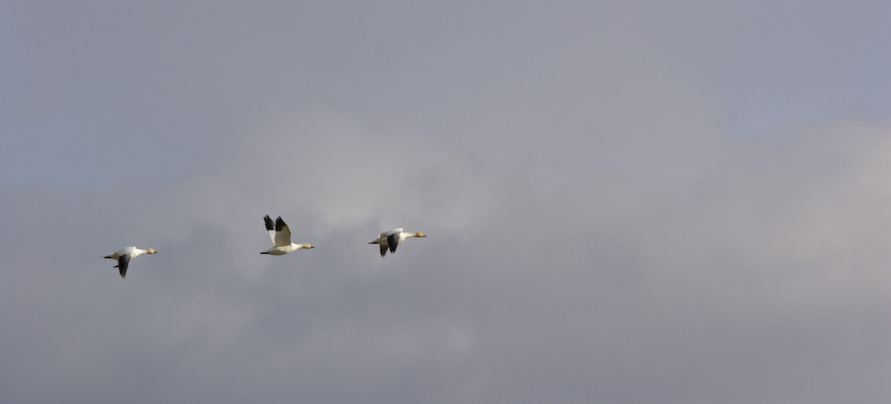 Snow Geese In Flight